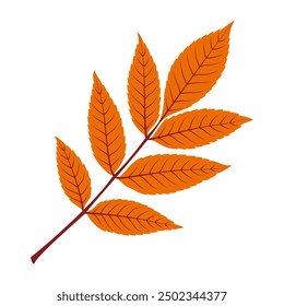Autumn rowan leaf. Hand drawn trendy flat style isolated. autumn leaf, golden season. Vector illustration