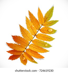 Autumn rowan leaf isolated on a white background