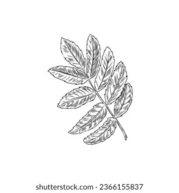 Autumn rowan leaf vector icon. Hand drawn fallen ash-tree foliage, dry tree leaf isolated on white background. Close up natural object for forest botanical design. Vintage seasonal decor.