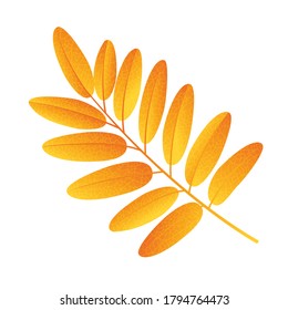 Autumn rowan leaf vector on a white background