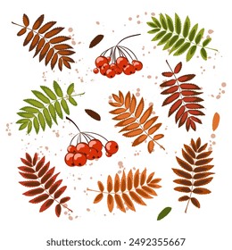 autumn rowan leaves, a set of several painted fallen leaves from a rowan tree of different colors and a bunch of rowan berries, vector illustration on an autumn theme