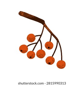 Autumn rowan tree branch. Red berries twig, spray sprig. Fall rowanberries. Autumnal seasonal decorative plant. Botanical flat vector illustration isolated on white background