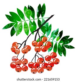 Autumn rowanberry vector watercolor