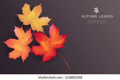  Autumn sale background layout decorate with maple leaves of autumn poster and frame leaflet or web banner. Thanksgiving Background Vector illustration template.