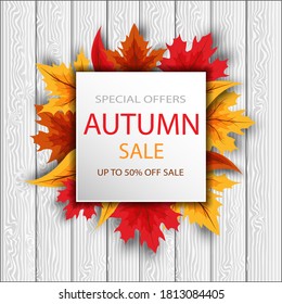 Autumn sale background layout, decorate with leaves for shopping sales or promo posters and frame flyers or web banners.Vector illustration template, with gray white warrants.