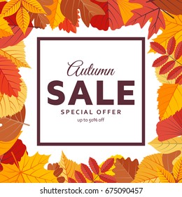 Autumn sale background template with bright leaves. Vector illustration
