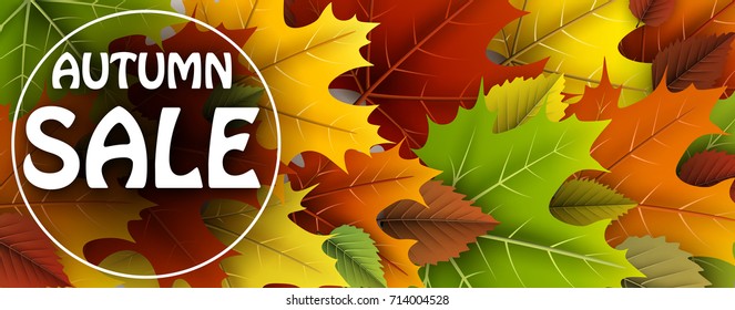 Autumn sale banner with colorful maple and birch leaves. Vector illustration.