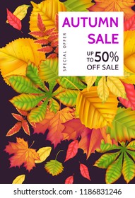 Autumn sale banner fall realistic leaf. Vector illustration