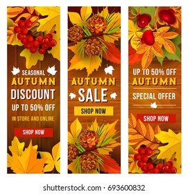 Autumn sale banner set of fall season discount price offer. Autumn fallen leaves frame on wooden background with yellow and orange foliage of maple and chestnut, briar and rowanberry branch, pine cone