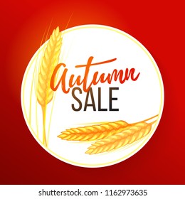 Autumn sale banner with wheat ears, dried whole grains clearance template. Seasonal fall design element, colorful vector illustration for social media, shop, web, mobile, logo, banner, poster, promo