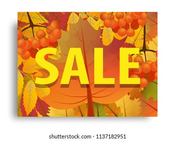 Autumn sale or fall sale horizontal background with branch of rowan and maple leaves. Vector illustration.