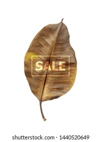Autumn sale. Fall sale trendy design template. Can be used for flyers, banners or posters. Beautiful realistic autumn leaf. Vector illustration