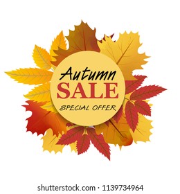 Autumn sale with maple and rowan leaves, fall background. Vector illustration.