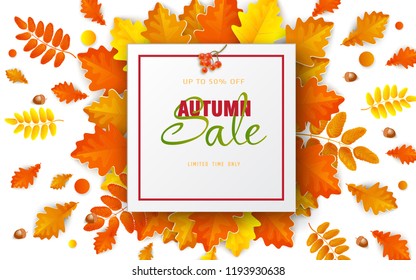 Autumn sale poster of discount promo web banner for autumnal seasonal shopping of maple leaf, rowan berry or oak acorn.