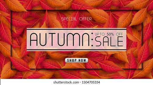 Autumn sales banner design with colorful seasonal fall leaves. and concept autumn advertising. for shopping discount promotion, frame leaflet or web banner. and used as illustration or background.