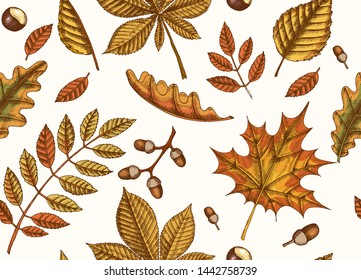 Autumn seamless pattern with  Hand drawn leaves of maple, birch, chestnut, acorn, ash tree, oak. Sketch.  For wallpaper, web page background