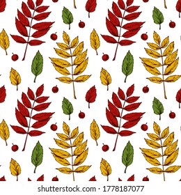 Autumn seamless pattern with rowan leaves and berries isolated on white background. Hand drawn colored sketch vector illustration. Vintage line art