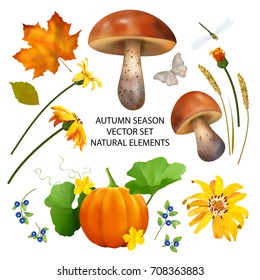 Autumn season collection of fall leaves and nature elements on white background