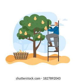 Autumn season. Man gardener, farmer picking ripe pears from tree in garden, flat vector illustration. Gardening, agriculture, autumn fruit harvest season.