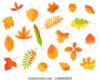 autumn set of 20 leaves of different tree species, yellow, red, orange, isolated on white background, decorative elements
