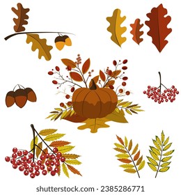 Autumn set with acorns, pumpkin, rowan branch, oak leaves, red berries for design. Vector illustration. Eps 10.