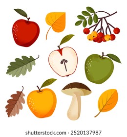 Autumn set with apples, pumpkin, fall leaves, mushrooms and rowan trees. Isolated vector illustration on white background