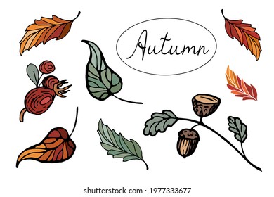 Autumn set with bright vector leaves and fruits. Autumn set of hand drawn doodles.