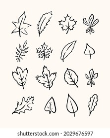 Herbstset verschiedener Blätter. Handgezeichnete lineare Abbildung. Vektorgrafik.