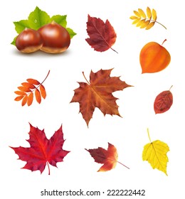 Autumn Set With Gradient Mesh, Vector Illustration