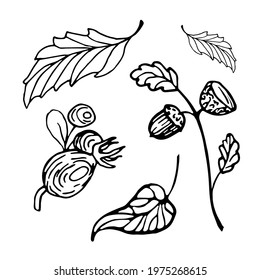 Autumn set of hand drawn doodles. Autumn leaves, acorn on a twig, rose hips.