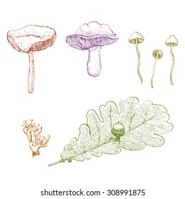 Autumn set with hand drawn mushrooms and oak branch. Vector illustration.