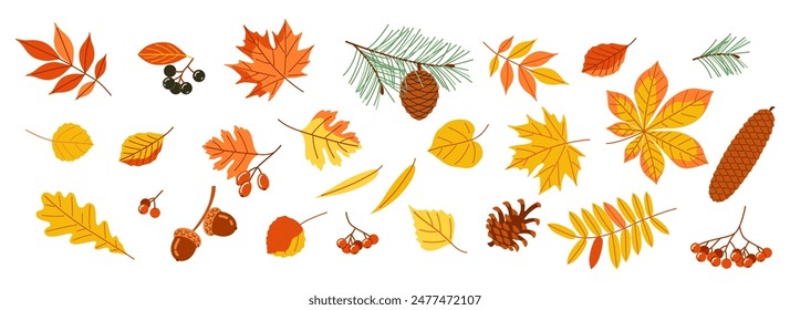 Autumn set of isolated items. Collection of yellowed leaves, berries with nuts and cones. Flat vector illustration on light background