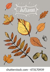Autumn set with  leaves and acorns. Sketch. Vector illustration