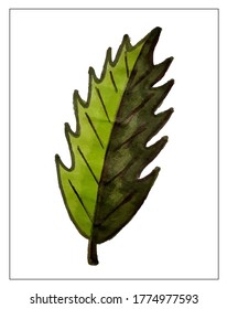 Autumn set of leaves of different trees. Yellow, red, orange, maple, birch, oak. Hand-painted, watercolor. Vector isolated objects.