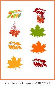 Autumn set leaves, flat style cartoon. Rowan berries, maple leaves
