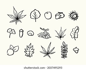 Autumn set of leaves, fruits. Hand drawn linear illustration. Vector.