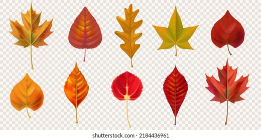 Autumn set leaves isolated on transparent background. Vector illustration.