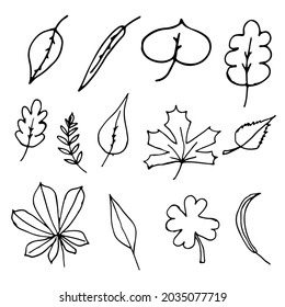Autumn set of leaves in a line style on a white background. Stock elements for design and decoration of cards and banner. Falling leaves from the tree. Vector stock illustration of autumn season.