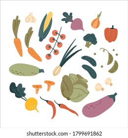 Autumn set. Local organic food. Vegetables isolated on white background. Vector illustration.