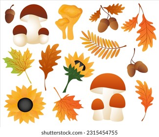 Autumn set with maple leaves,acorns,oak leaves,rowan leaves,ceps, sunflower on white background.