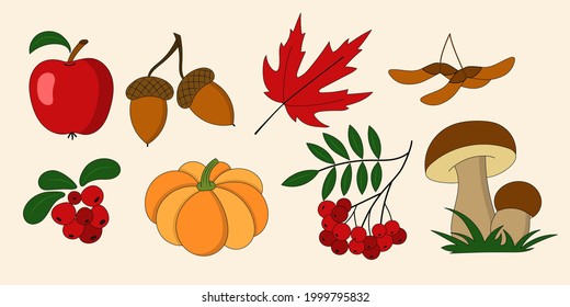 Autumn set of natural elements, apple, pumpkin, acorn, maple leaf, maple seed, lingonberry, rowan, mushrooms. Vector