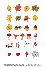 Autumn set of natural elements. Set of autumn branches with leaves, berries, mushrooms, nuts. Colored flat vector illustration on white background