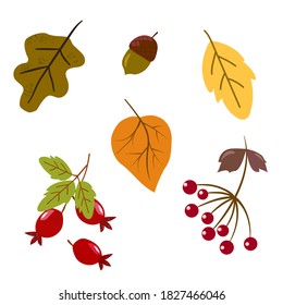 Autumn set oak leaf acorn roseberry viburnum red berries and leaves on a twig. illustration in flat simple style. vector element for design isolated on white background
