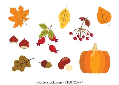 Conjunto otoñal - hoja de roble, bellota, bayas de viburnum, caderas rojas rojas, hojas amarillas, calabaza anaranjada, setas. en estilo sencillo plano. elemento de diseño vectorial sobre fondo blanco