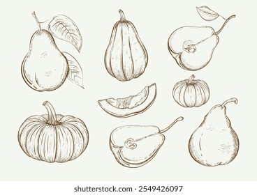 Autumn set with pears and pumpkins in sketch style. Vintage style, hand drawn. Vector image isolated on monochrome background. Perfect for autumn designs.