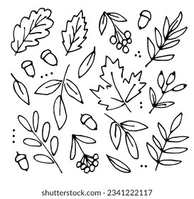 Autumn set of plant elements. Leaves of oak, rowan and maple. Acorns, berries. Nature and vegetation. Simple black outline vector drawing. Ink sketch.