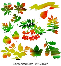autumn set rowan berries, leaves vector watercolor