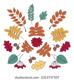 Otoño, un conjunto de ramas y bayas otoñales