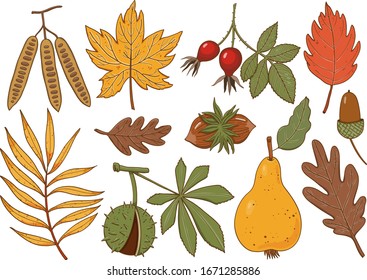 Autumn set. Vector hand drawn illustration.
