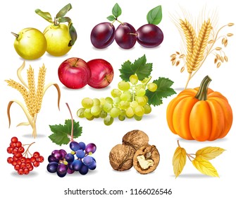 Autumn set Vector realistic. Pumpkin, wheat, grapes, wine, walnuts, grapes Detailed 3d design dark background